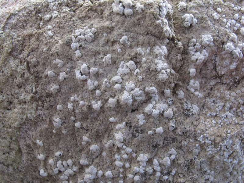 [Syncesia myrticola]